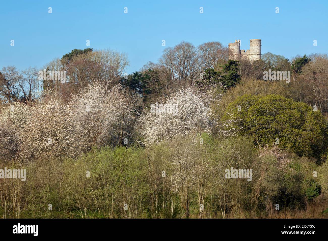 Torretas del Castillo de Donnington sobre los árboles blancos de la flor de la primavera, Newbury, Berkshire del oeste, Inglaterra, Reino Unido, Europa Foto de stock