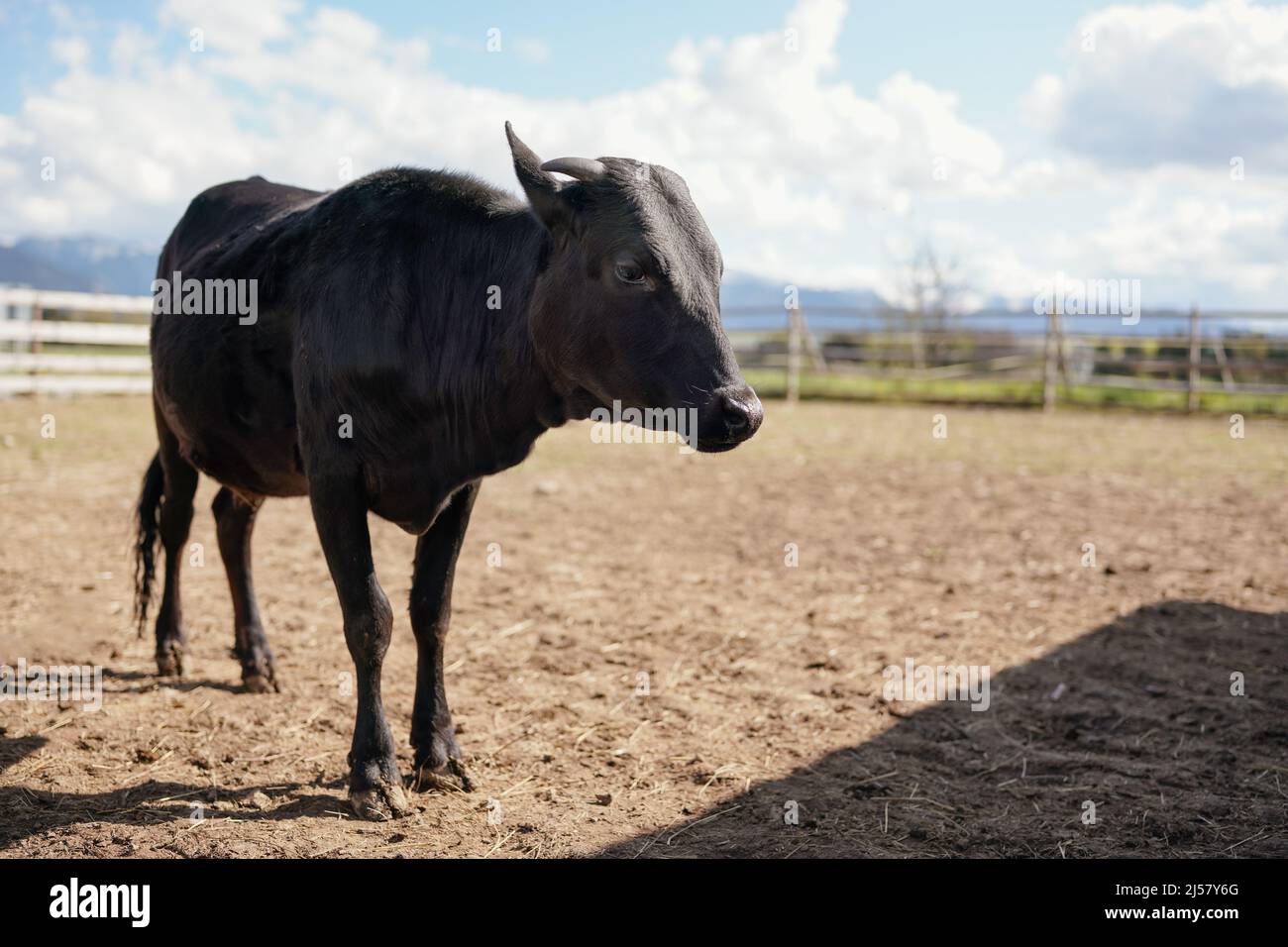 Vaca negra de pie en campo seco, cerca de fondo, detalle de primer plano. Foto de stock