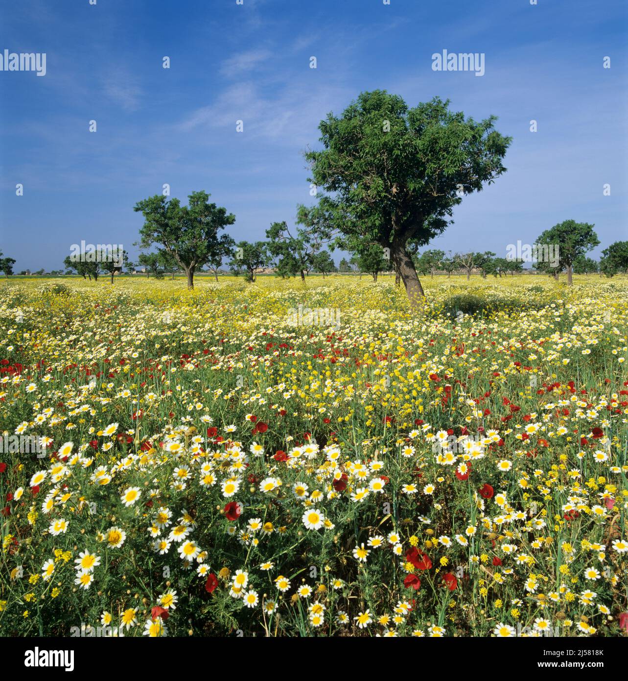 Flores silvestres creciendo en pradera en primavera, cerca de Santany, Mallorca, Islas Baleares, España, Europa Foto de stock