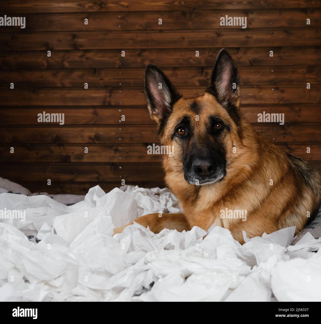 El perro está solo en casa entretenida comiendo papel higiénico. Encantador  perro pastor alemán jugando con papel tumbado en la cama. Joven perro loco  está haciendo lío Fotografía de stock - Alamy