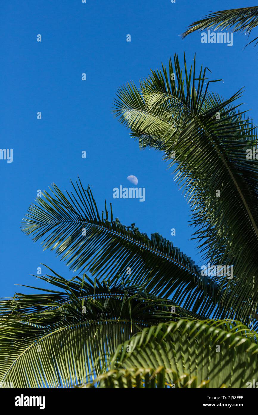 La luna vista a través de las frondas de una palmera en Kauai, Hawaii. Foto de stock
