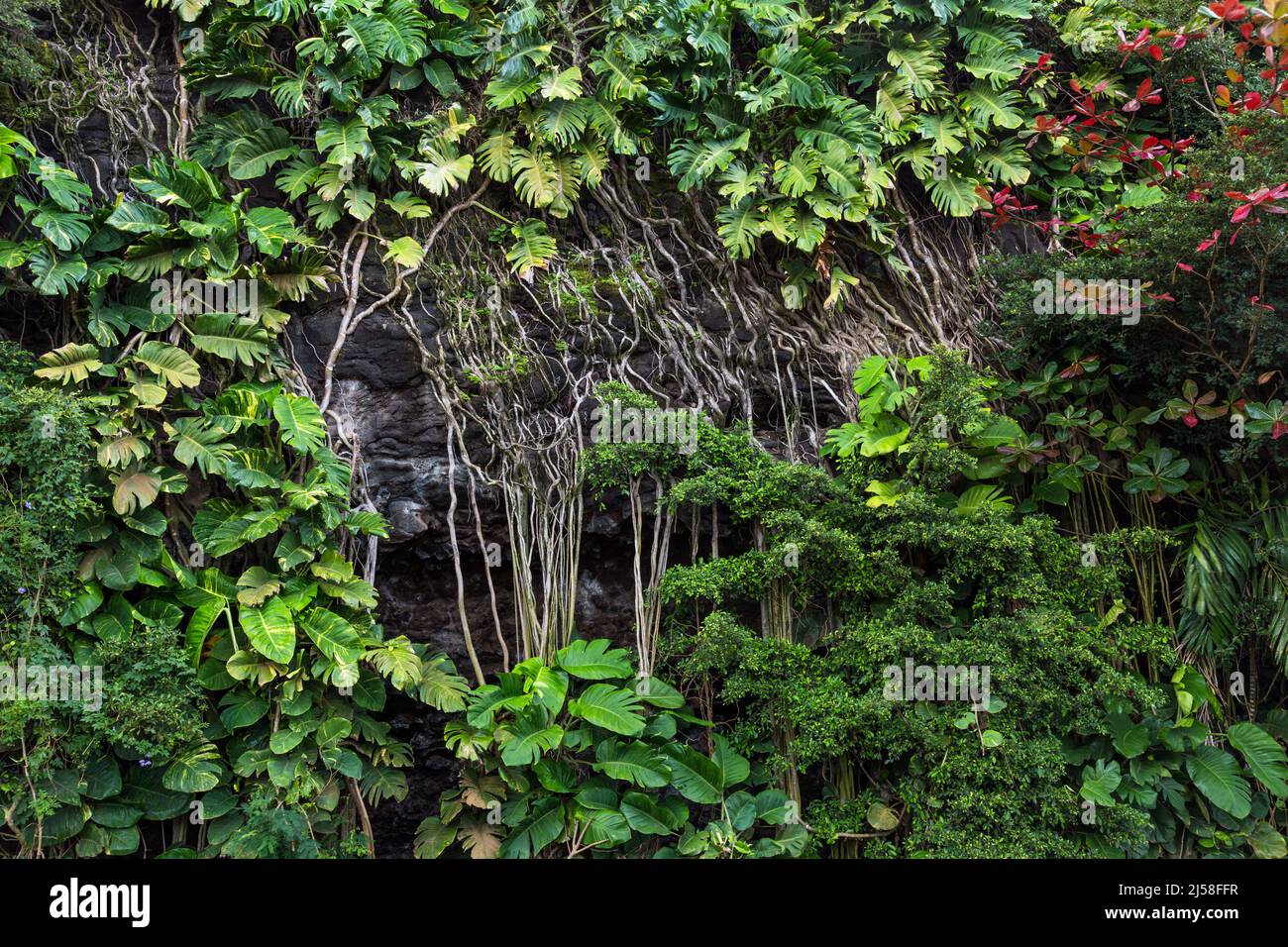 Wild Split-leaf Philodendron, Monstera Deliciosa, crecen pared de roca en Kauai, Hawaii. Las raíces se cuelan por la cara del acantilado como cuerdas. Foto de stock