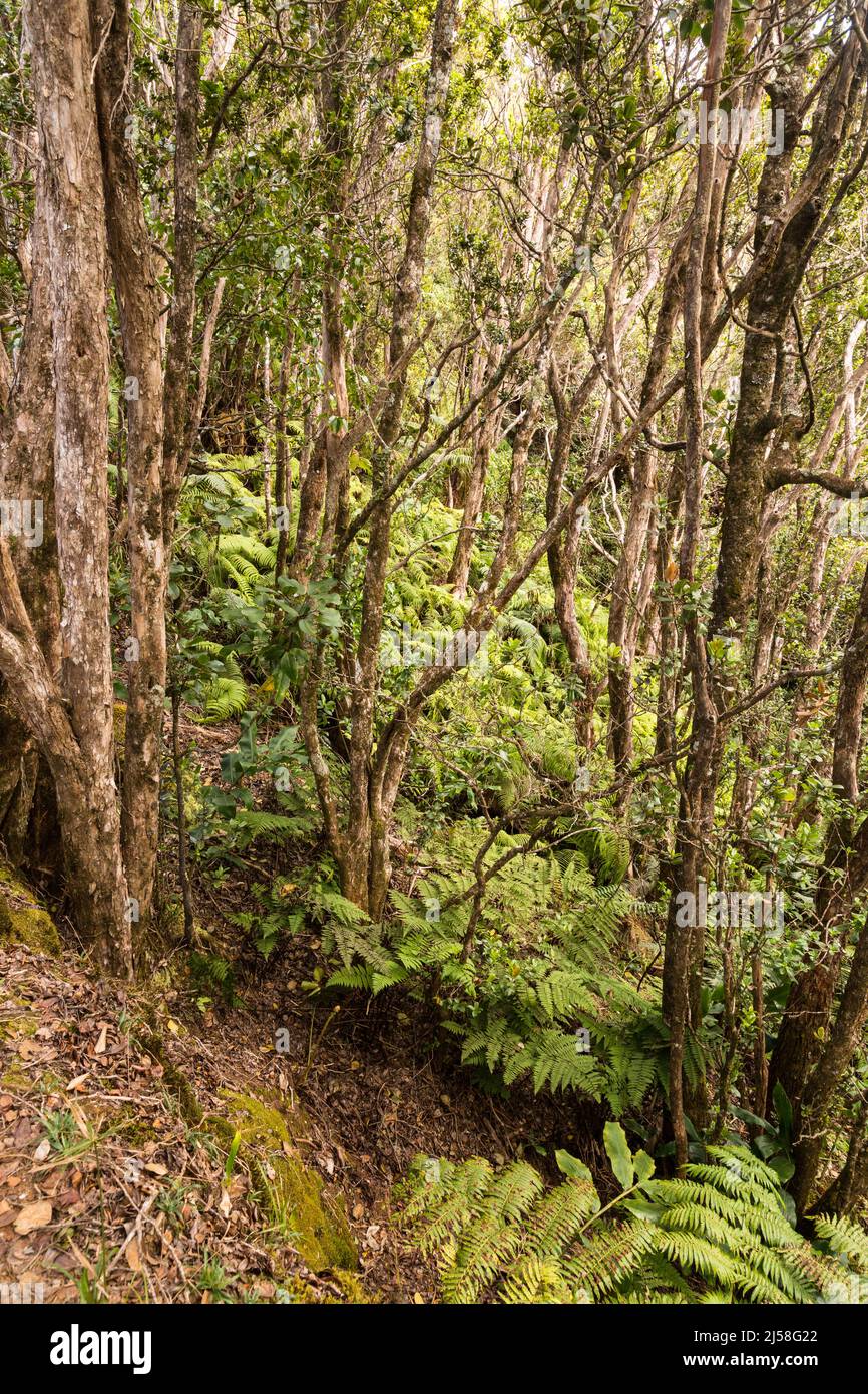 Helechos y bosques a lo largo de la ruta Pihea Trail en lo alto de un empinado rivergeline en el Parque Estatal Kokee en la isla de Kauai en Hawaii, Estados Unidos. Foto de stock