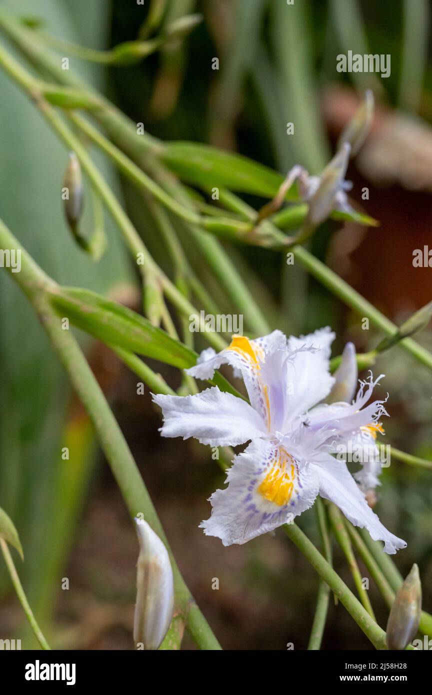 Flores blancas azules de flor de iris japonica planta silvestre en el  jardín Fotografía de stock - Alamy