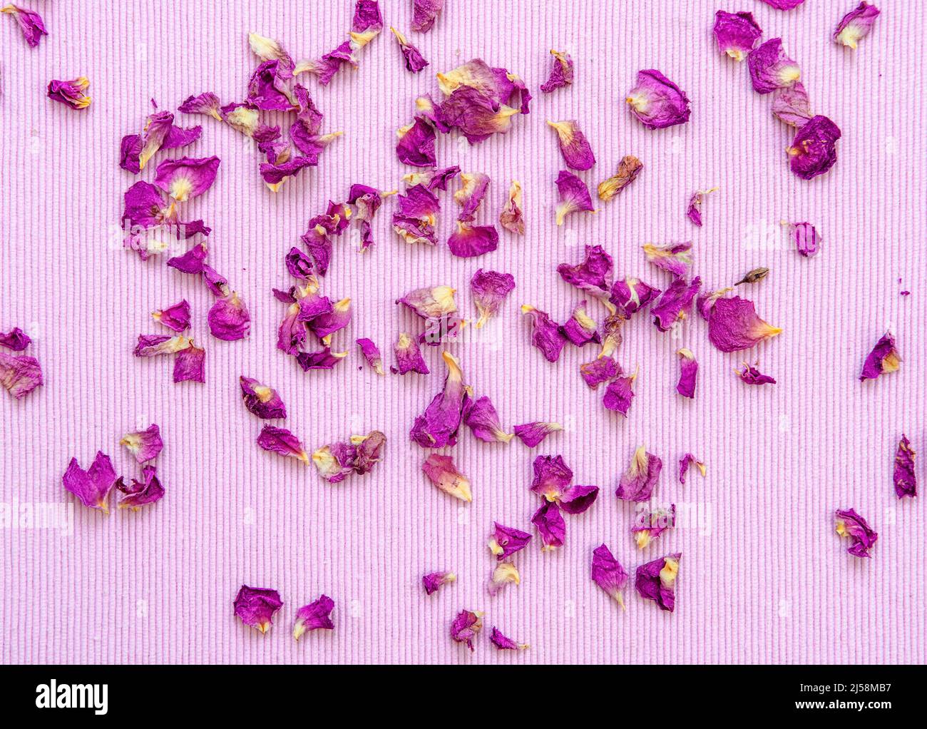 Pétalos de rosa orgánicos secos sobre fondo rosa Foto de stock