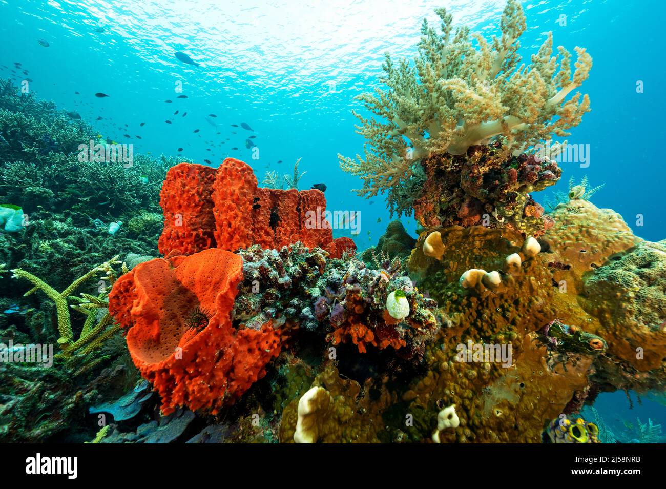 Arrecife escénico con colorida esponja y suave coral, Raja Ampat Indonesia. Foto de stock