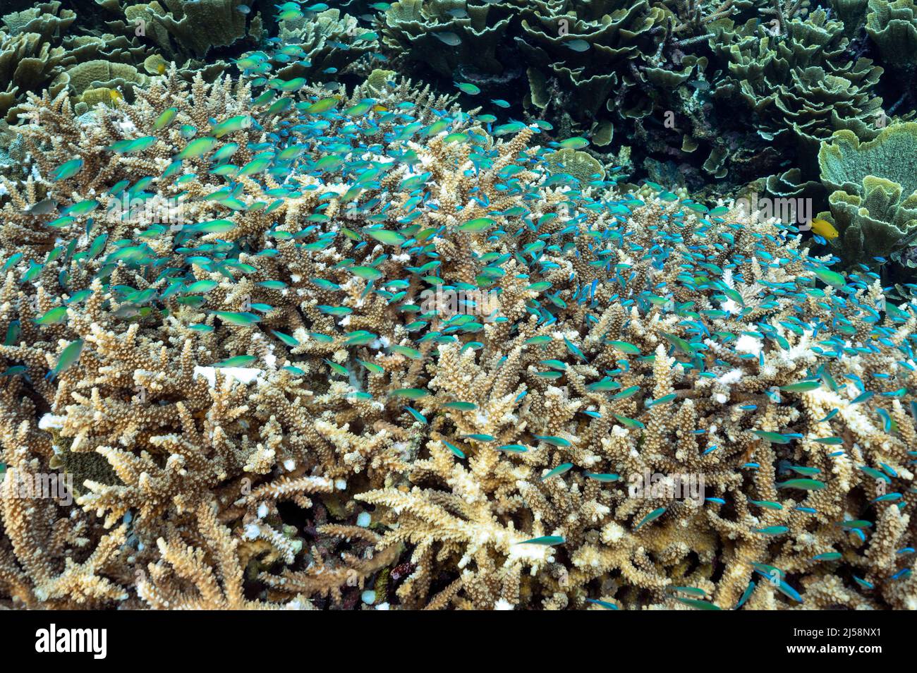 Mejillones azules, Chromis viridis, que se atienen en corales duros ramificados, Raja Ampat, Indonesia. Foto de stock