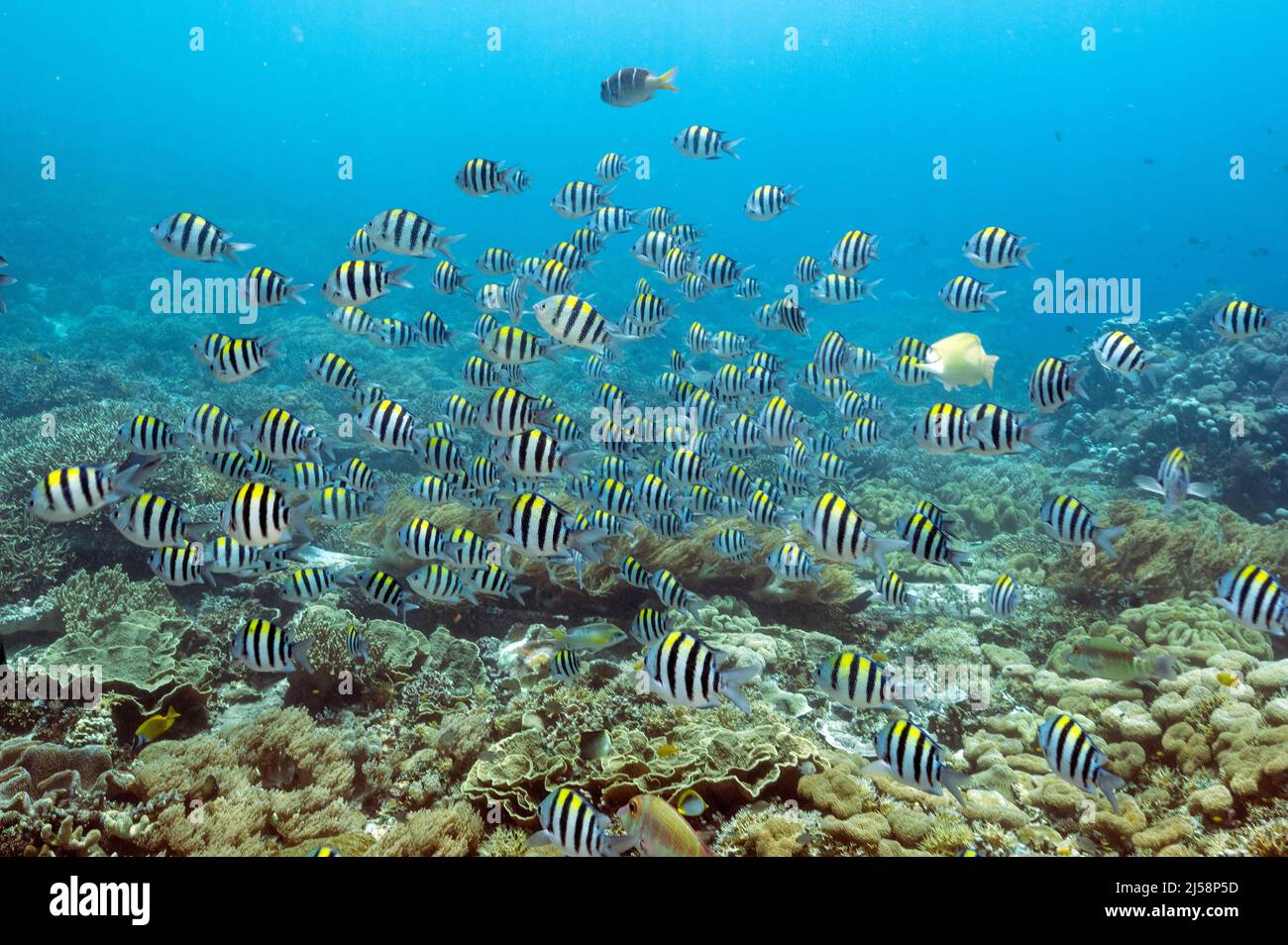 Arrecife escénico con peces sargento del Indo-pacífico, Abudefduf vaigiensis, Raja Ampat Indonesia. Foto de stock