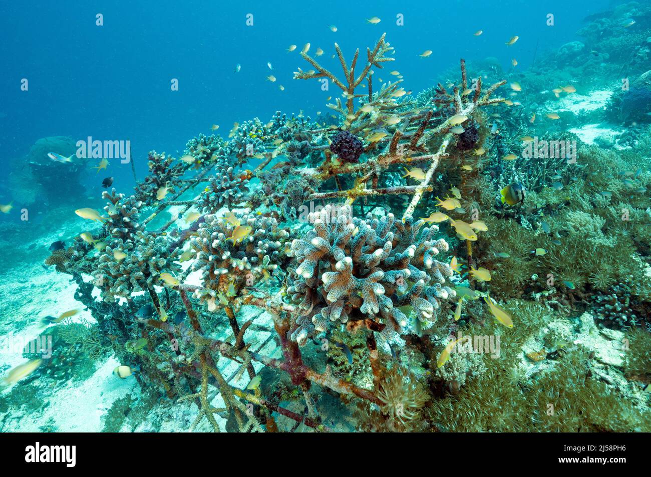 Proyecto de horticultura coral Raja Ampat Indonesia. Foto de stock