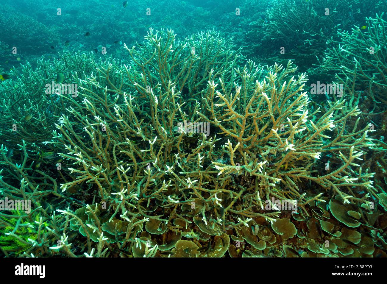 Corales duros de Staghorn, Acropora sp., Raja Ampat Indonesia. Foto de stock