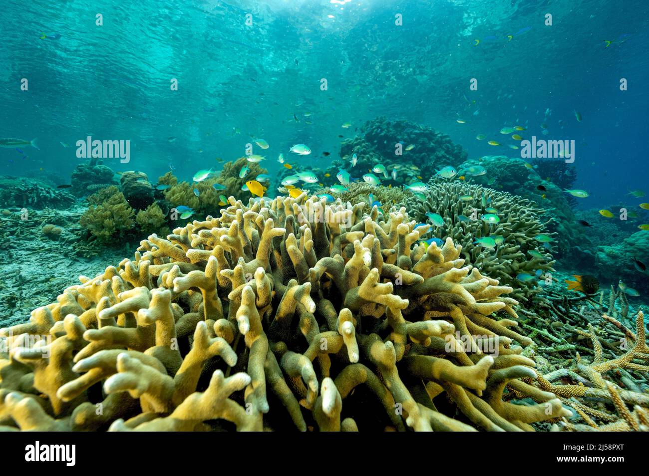 Arrecife escénico con mejillones azules, Chromis viridis, Raja Ampat Indonesia. Foto de stock