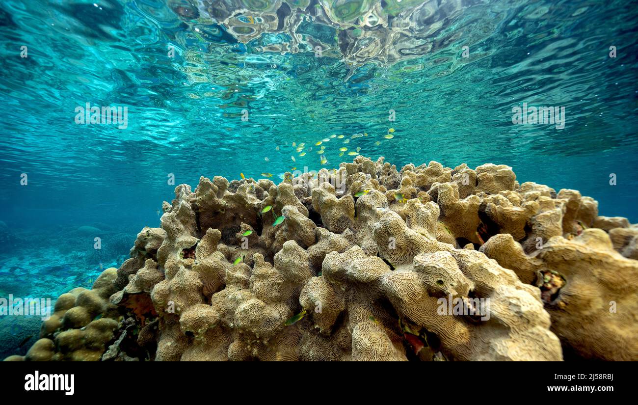 Corales duros prístinos con acrapora de cuerno y corales pedregosos, Raja Ampat Indonesia. Foto de stock