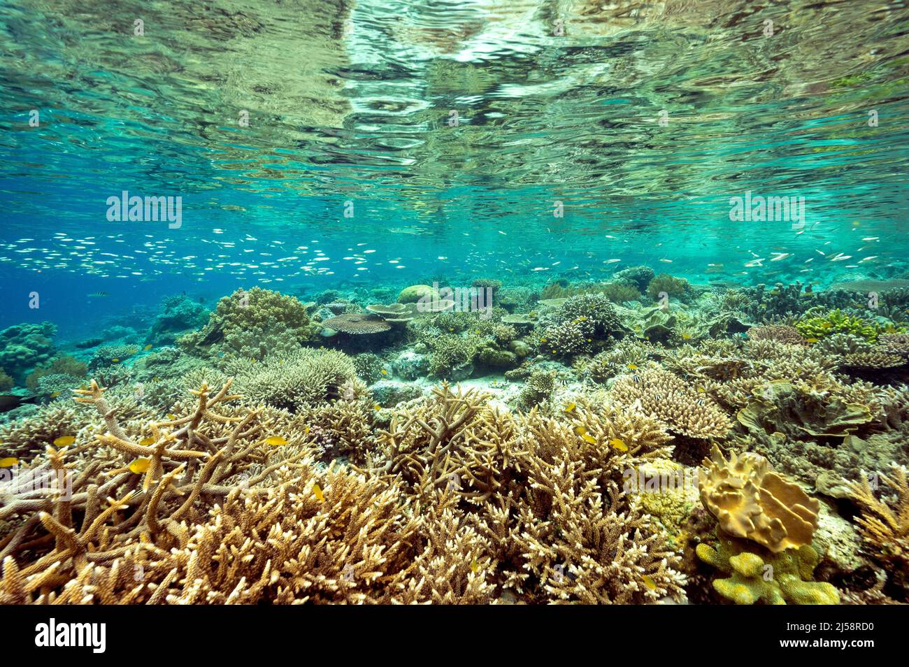 Corales duros prístinos con acrapora de cuerno y corales pedregosos, Raja Ampat Indonesia. Foto de stock