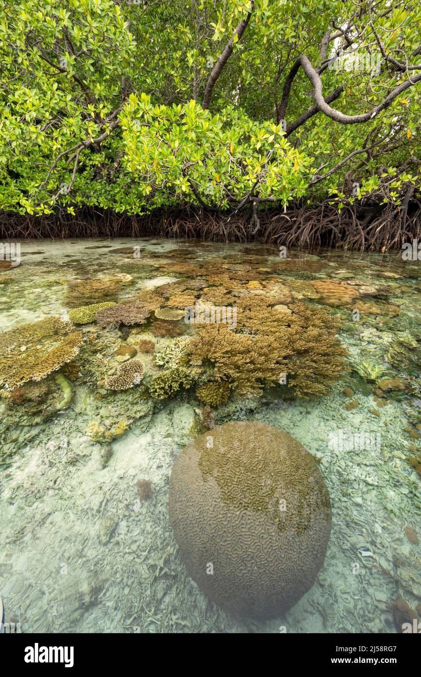 Corales que crecen cerca del bosque de manglares, Raja Ampat Indonesia. Foto de stock