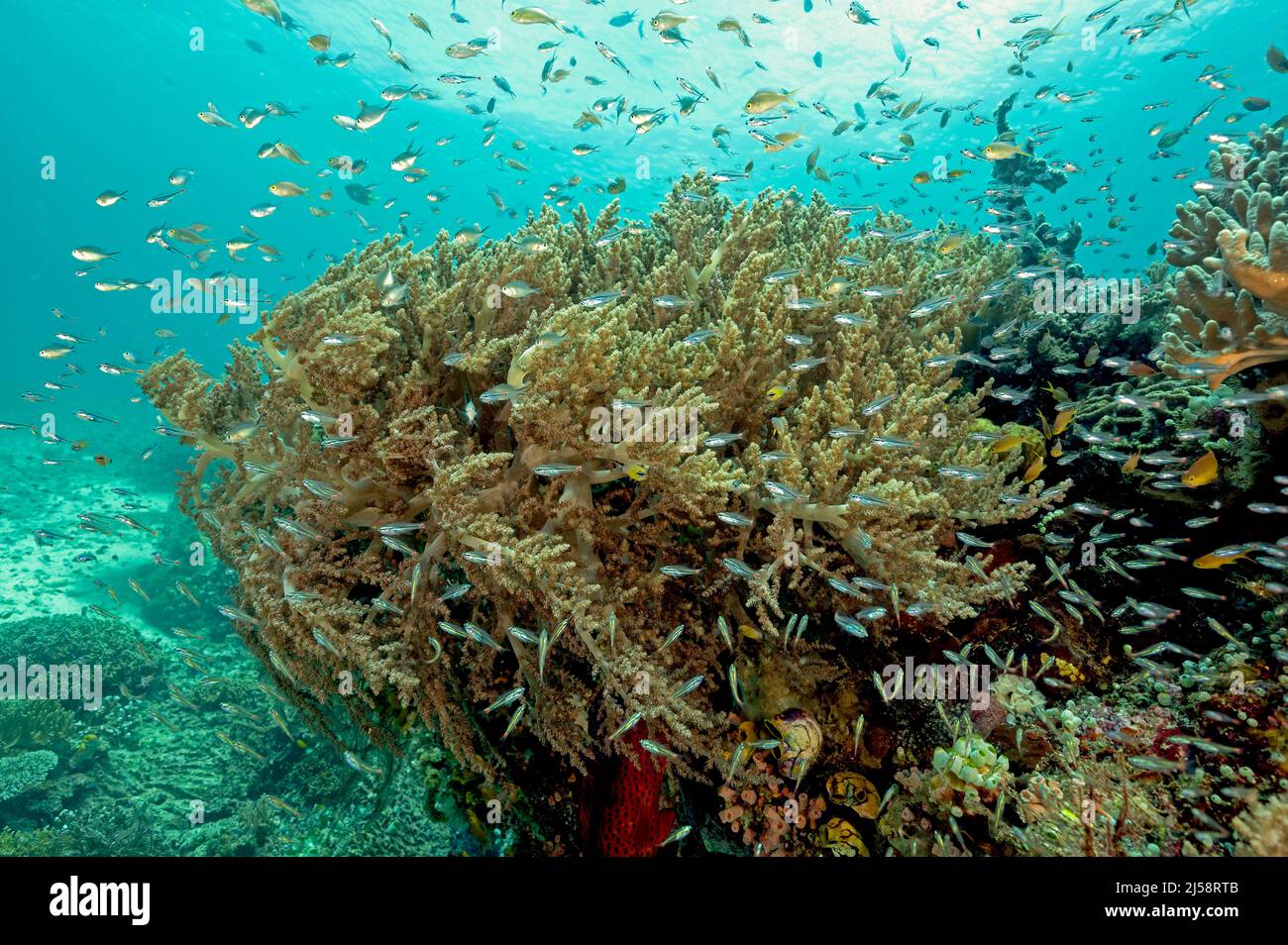 Arrecife escénico con anthias, dameles y peces cardinales, Raja Ampat Indonesia. Foto de stock