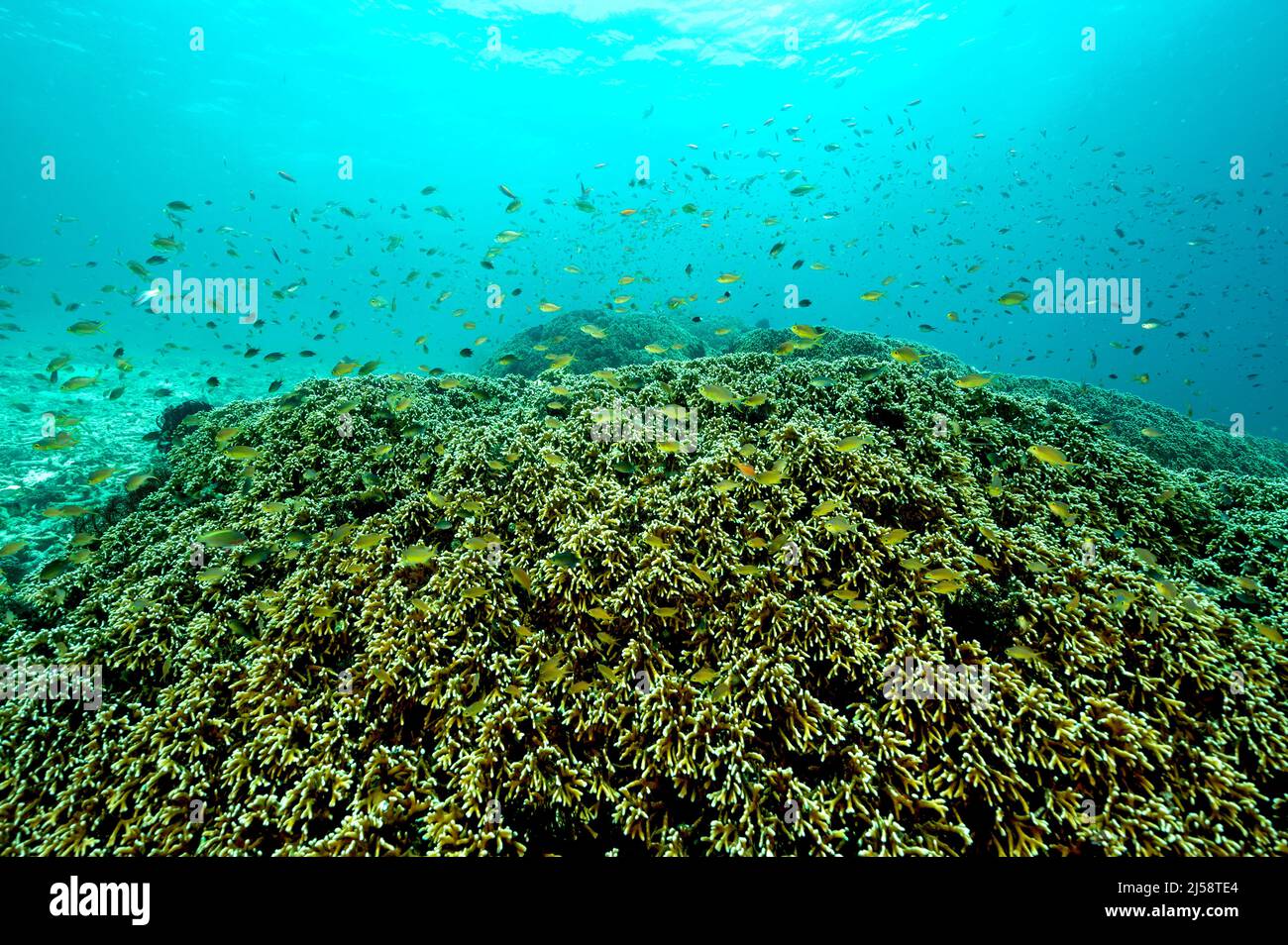 Arrecife escénico con corales de fuego, Millepora dicotoma, Raja Ampat Indonesia. Foto de stock