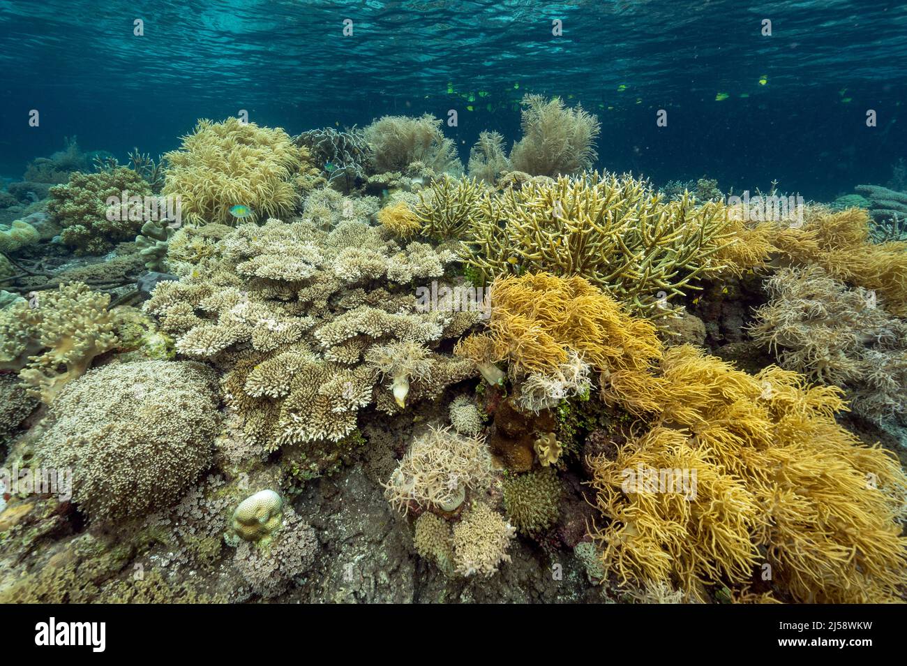 Arrecife escénico con corales duros bajo el bosque de manglar, Raja Ampat Indonesia. Foto de stock