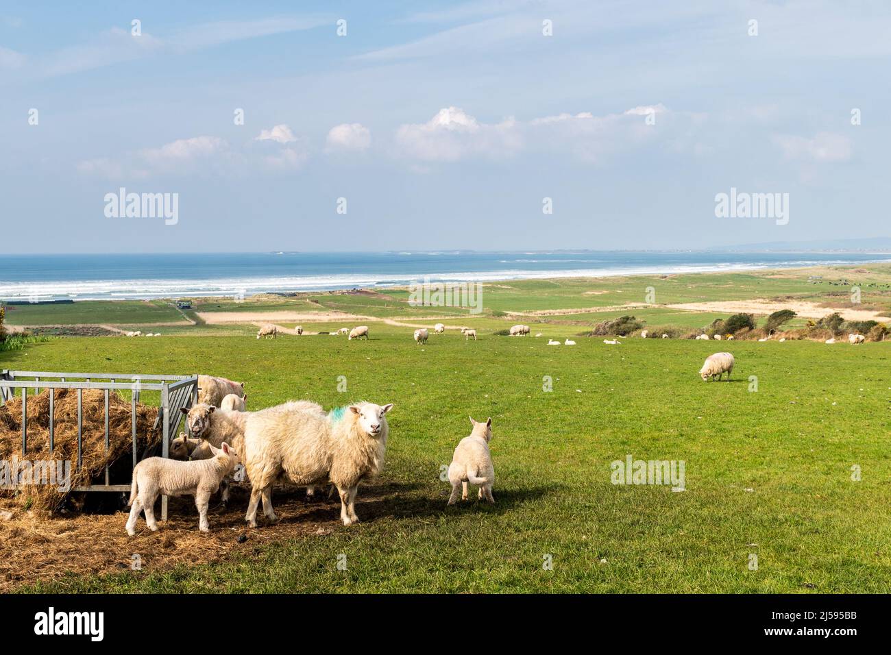 Castleggregory, Condado de Kerry, Irlanda. 21st de Abr de 2022. Ovejas y corderos pastan en un campo con vistas a la playa Kilcummin en un soleado día de primavera en el condado de Kerry. Crédito: AG News/Alamy Live News Foto de stock