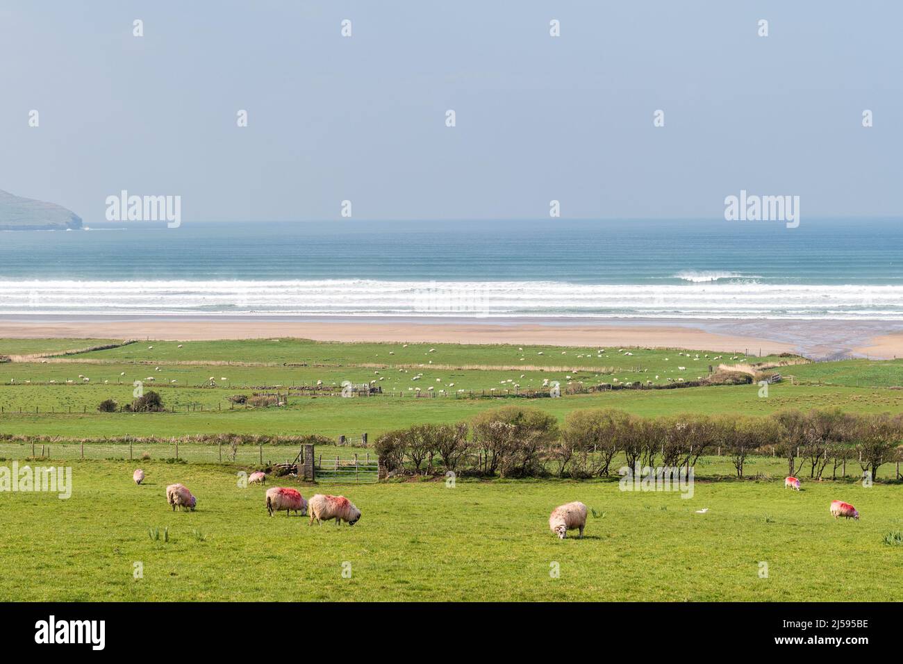 Castleggregory, Condado de Kerry, Irlanda. 21st de Abr de 2022. Ovejas y corderos pastan en un campo con vistas a la playa Kilcummin en un soleado día de primavera en el condado de Kerry. Crédito: AG News/Alamy Live News Foto de stock