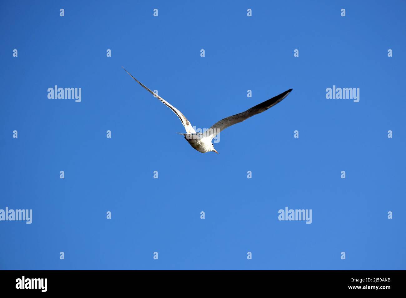Una gaviota blanca con amplias alas abiertas vuela contra el cielo azul. Vista posterior Foto de stock