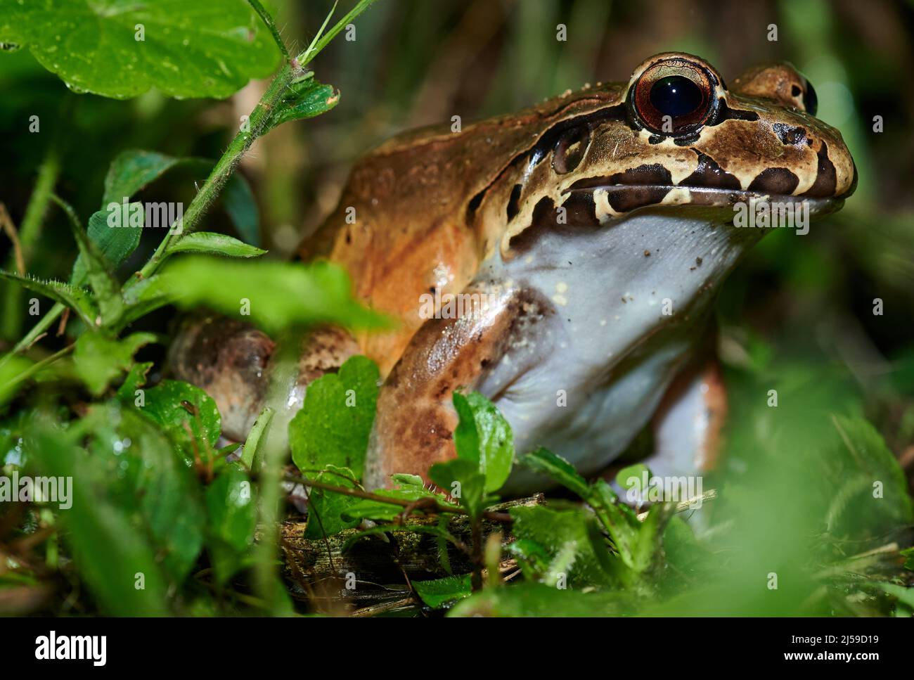 Especies silvestres de rana de rana leptodactylus savagei, Parque Nacional Volcán Arenal, Costa Rica, Centroamérica Foto de stock