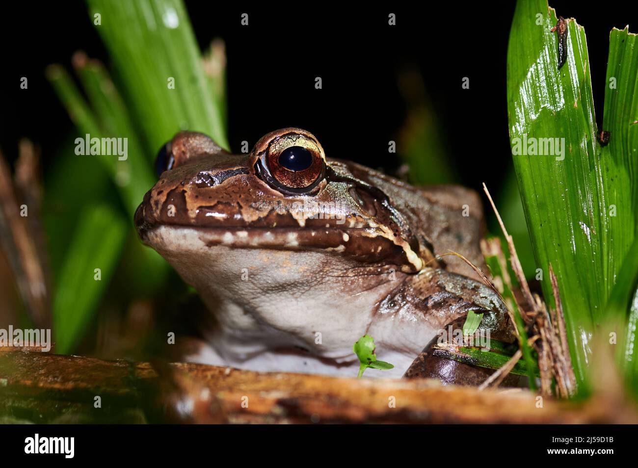 Especies salvajes de rana de rana leptodactylus savagei, Parque Nacional Corcovado, Península de Osa, Costa Rica, Centroamérica Foto de stock