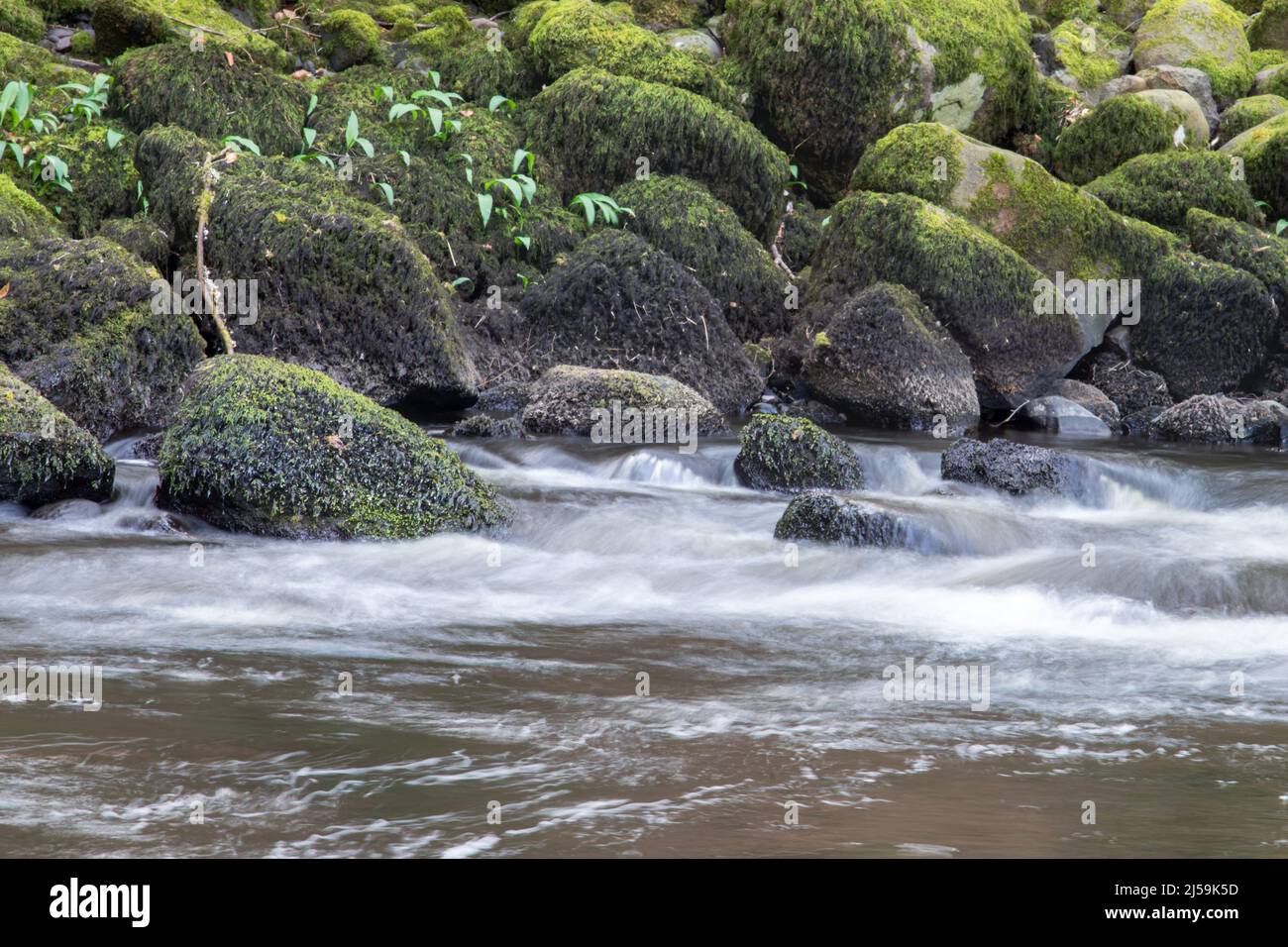 Carron Glen Wildlife Reserve, Escocia, Reino Unido, es un hermoso bosque nativo de robles y cenizas a lo largo de una escarpada garganta tallada por el río Carron. Foto de stock