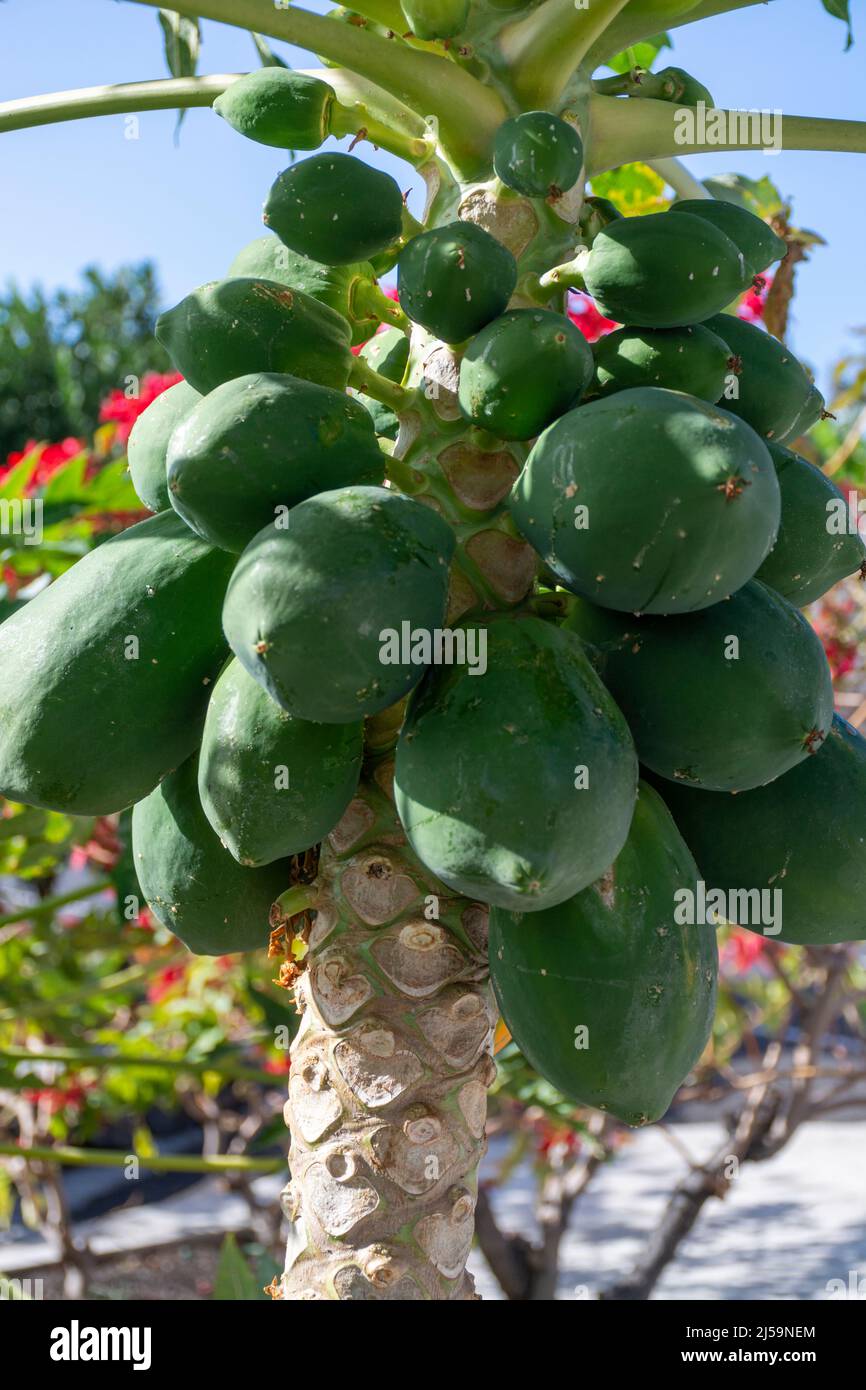 Frutas de papaya verde y dulce maduras colgadas en árboles en un huerto de frutas  tropicales en la isla de La Palma, Islas Canarias, España Fotografía de  stock - Alamy