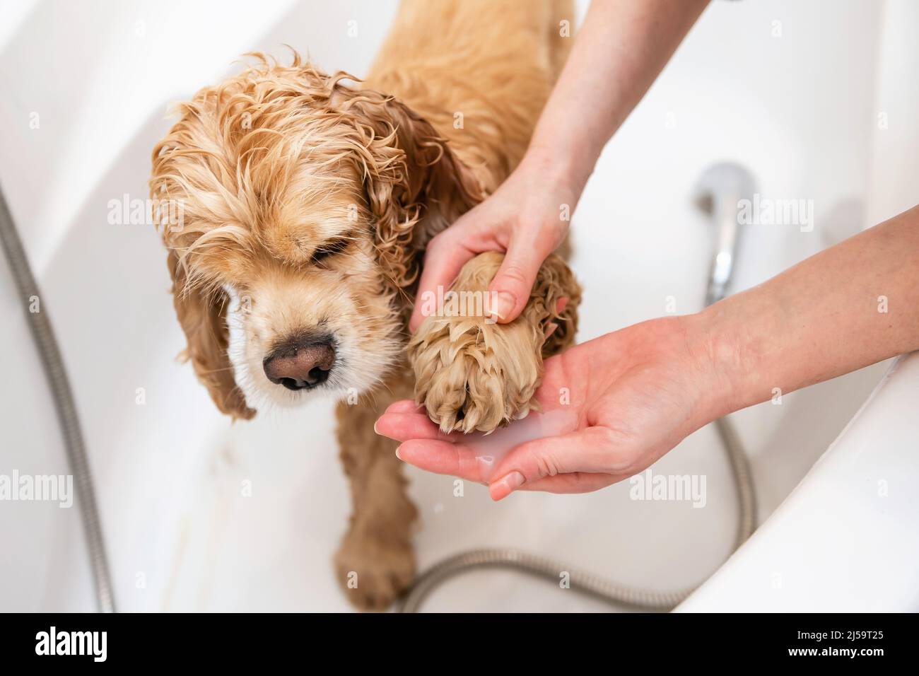 Afeitadora lavando las patas del perro en el baño. Una mano femenina lava la pata de un spaniel con champú. Foto de stock