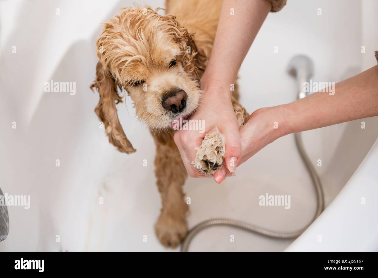 Afeitadora lavando las patas del perro en el baño. Vista en primera persona. Una mano femenina lava la pata de un spaniel con champú. Foto de stock
