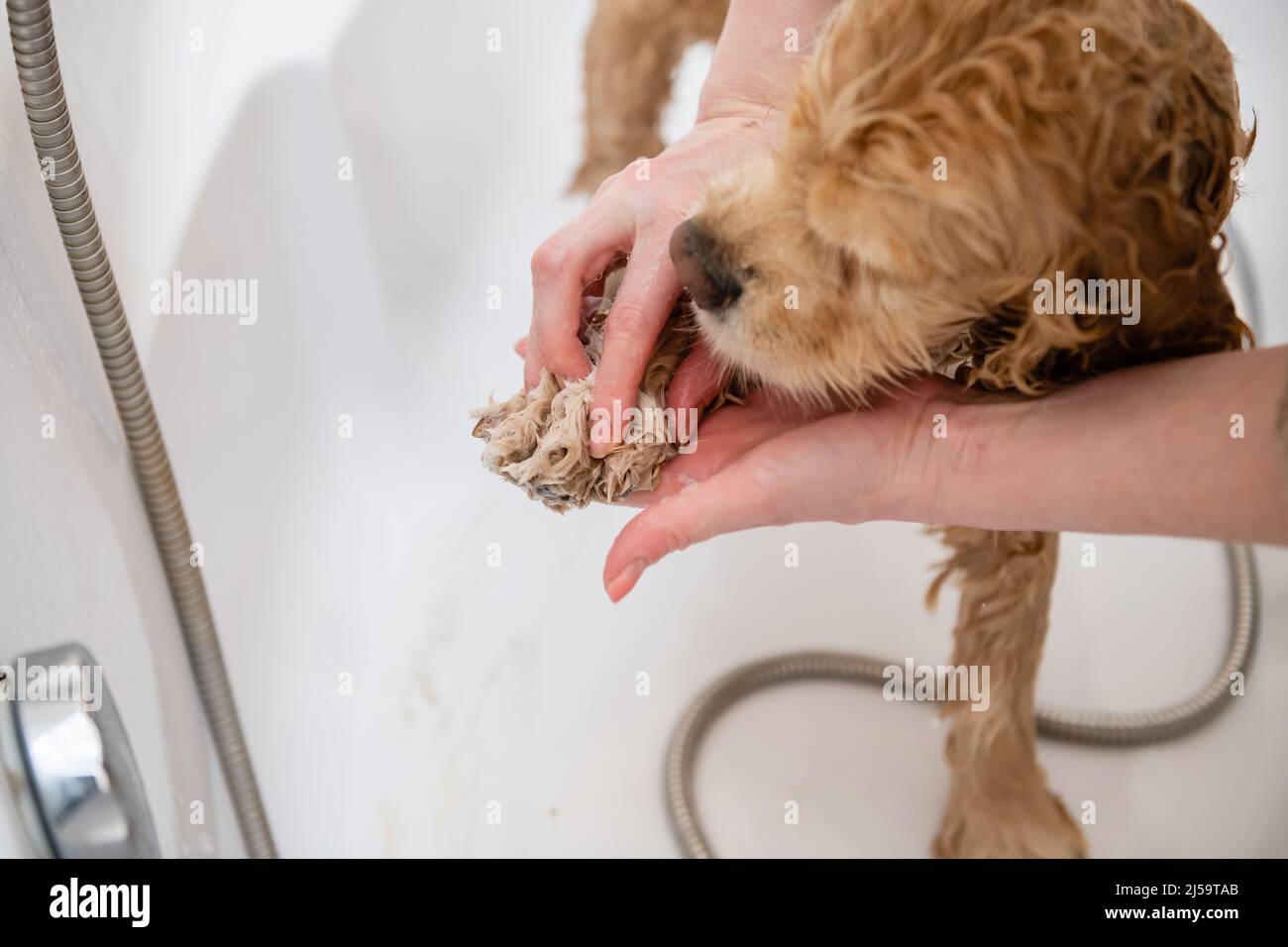 Afeitadora lavando las patas del perro en el baño. Vista en primera persona. Una mano femenina lava la pata de un spaniel con champú. Foto de stock
