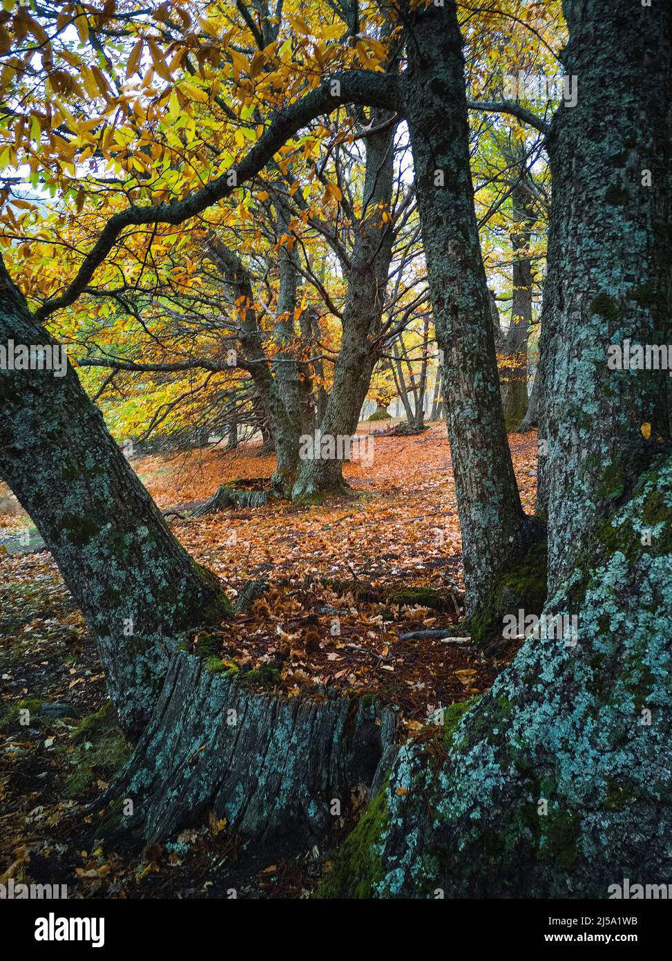 Bosque de castaños fotografías e imágenes de alta resolución - Alamy