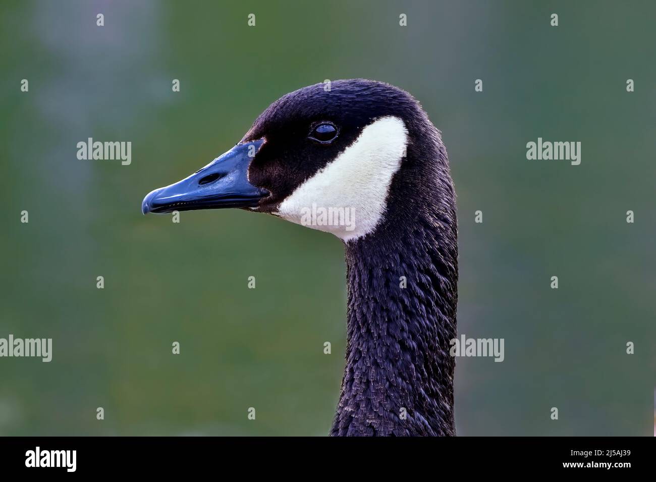 Un retrato de cerca de un ganso canadiense salvaje (Branta canadensis); en su hábitat en la zona rural de Alberta, Canadá Foto de stock