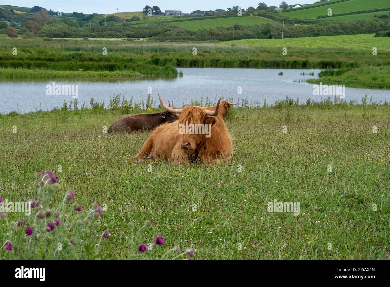 Ganado de las Tierras Altas tumbado en un campo en Devon Foto de stock