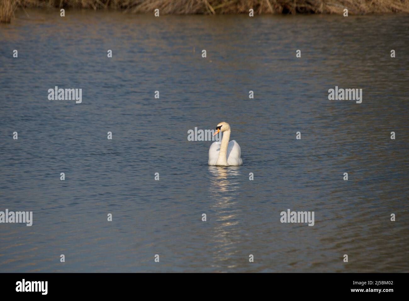 Fotografía de un cisne en el lago Foto de stock