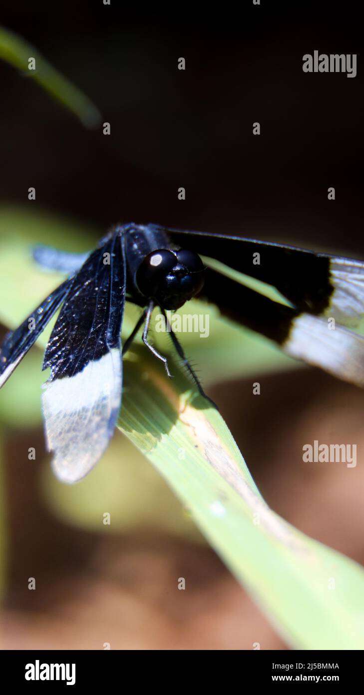 primer plano macro de una libélula azul marino persiguiendo sobre una hoja y mirando la cámara con sus ojos compuestos Foto de stock