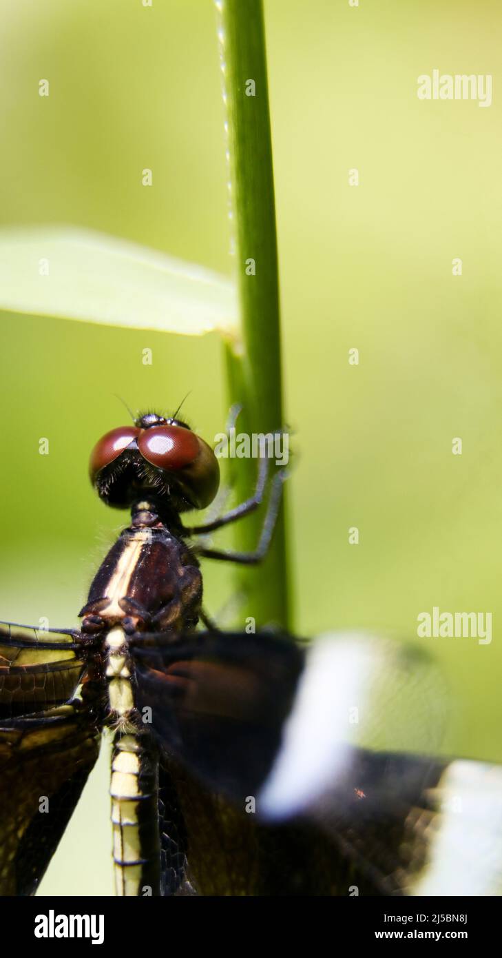 macro disparo vertical de una libélula negra con ojos compuestos pardos que perecen sobre un tallo verde de planta Foto de stock