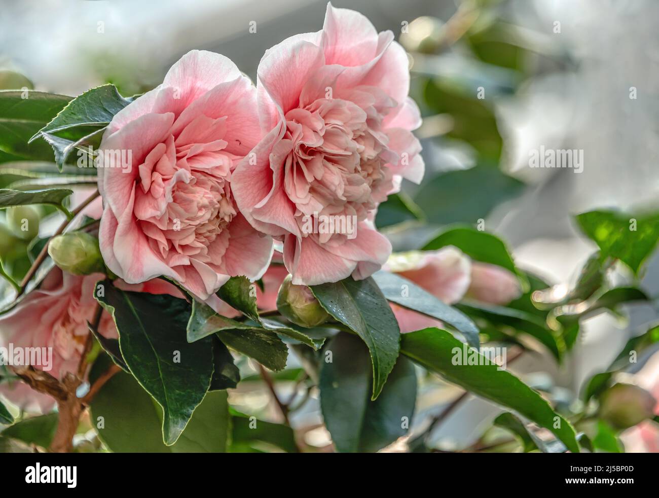 Primer plano de las flores rosadas de Camellia Japonica, Bernhard Lauterbach en Landschloss Zuschendorf, Sajonia, Alemania Foto de stock
