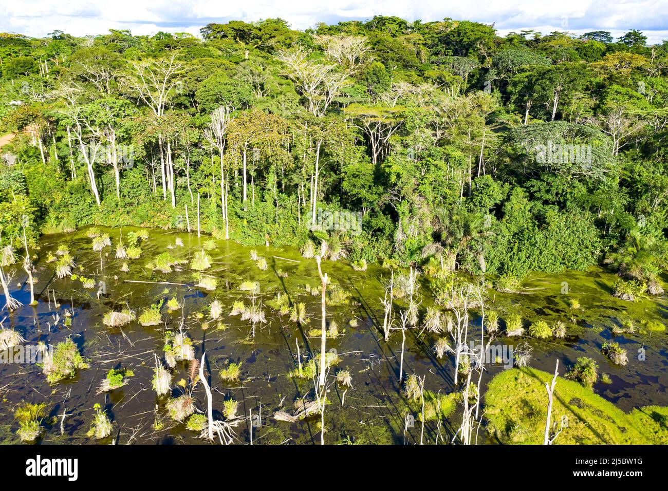 Bosque pluvial del parque nacional Dja, Camerún Fotografía de stock Alamy