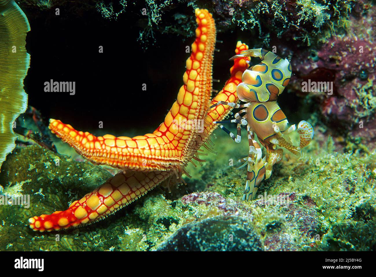 Camarón arlequín (Hymenocera picta) Turning a Pearl seastar o Necklace sea star (Fromia monilis) al revés para la alimentación, Maldivas, Océano Indisan Foto de stock