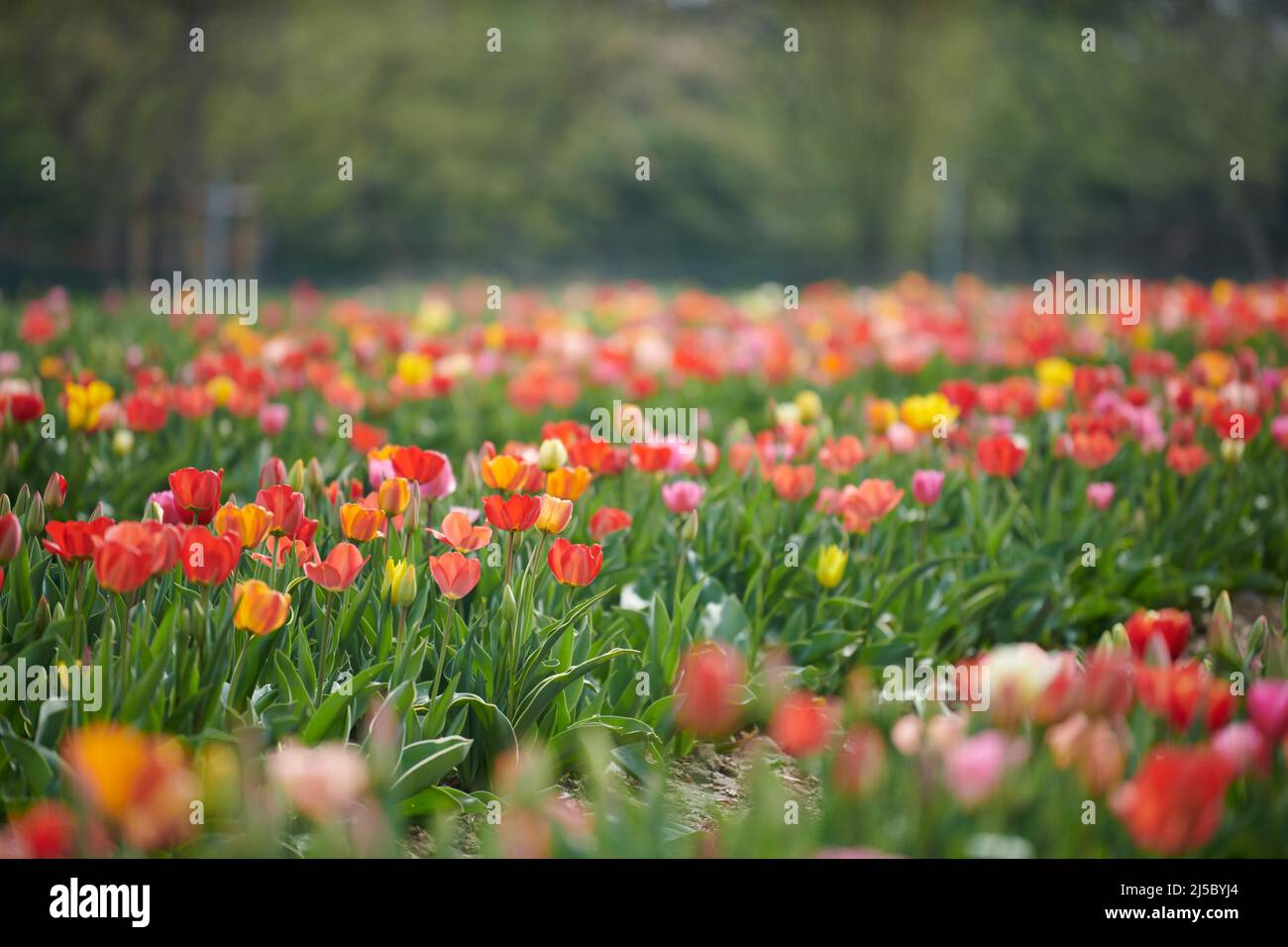 Feld mit Tulpen zum selber pfluecken. Tulpen in verschiedenen Farben eines Landwirts laden zum
