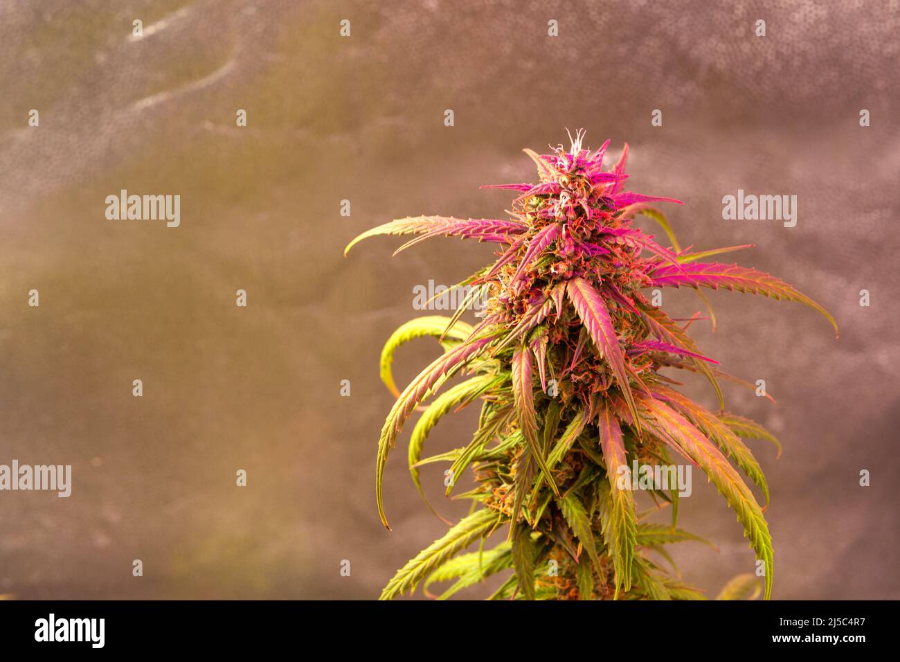 Legalización Del Cannabis. Pipa Para Fumar Marihuana CBD Y THC En Bud  Fotos, retratos, imágenes y fotografía de archivo libres de derecho. Image  151368661