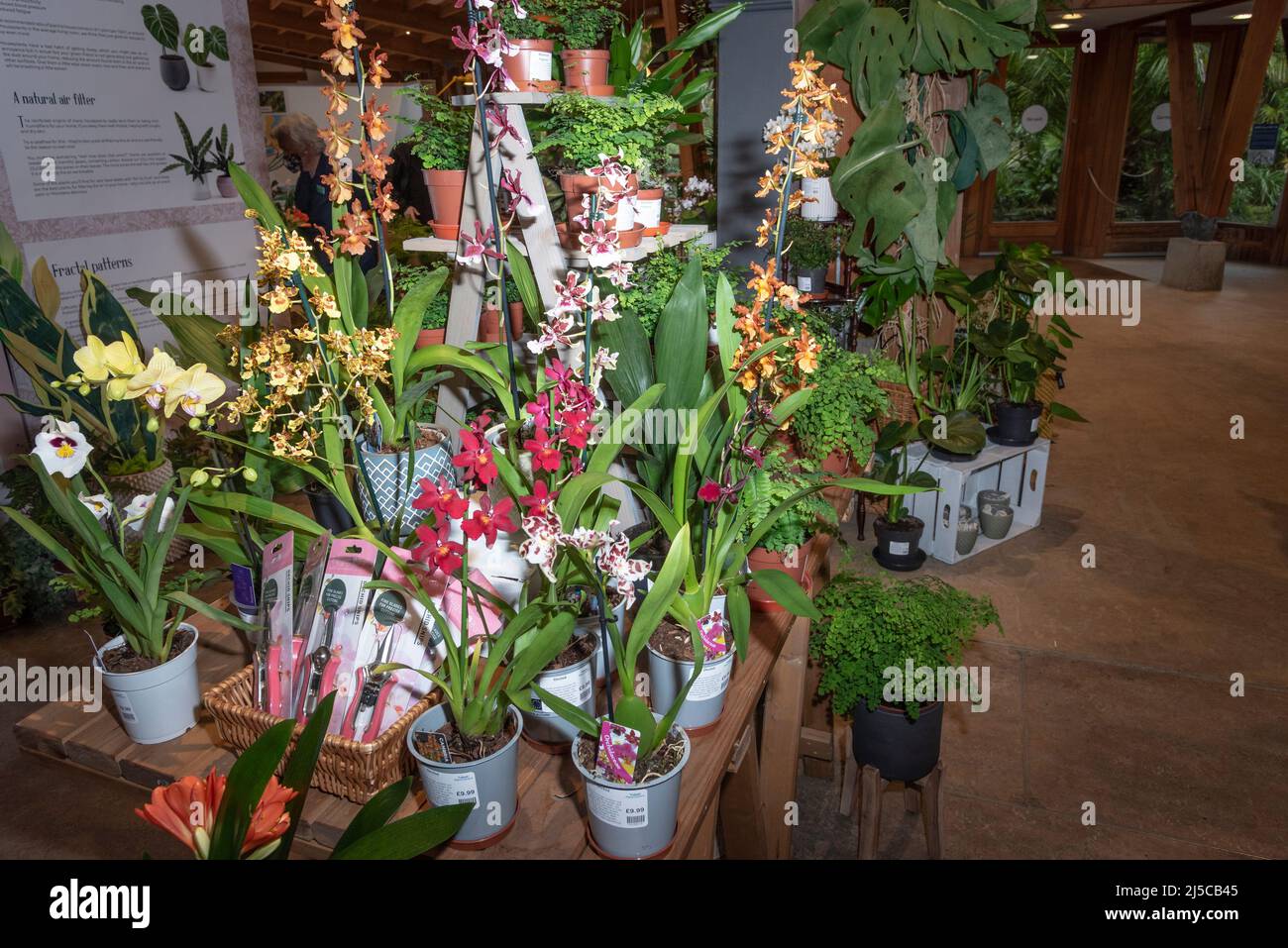 Plantas de la casa en exhibición y para la venta. Foto de stock