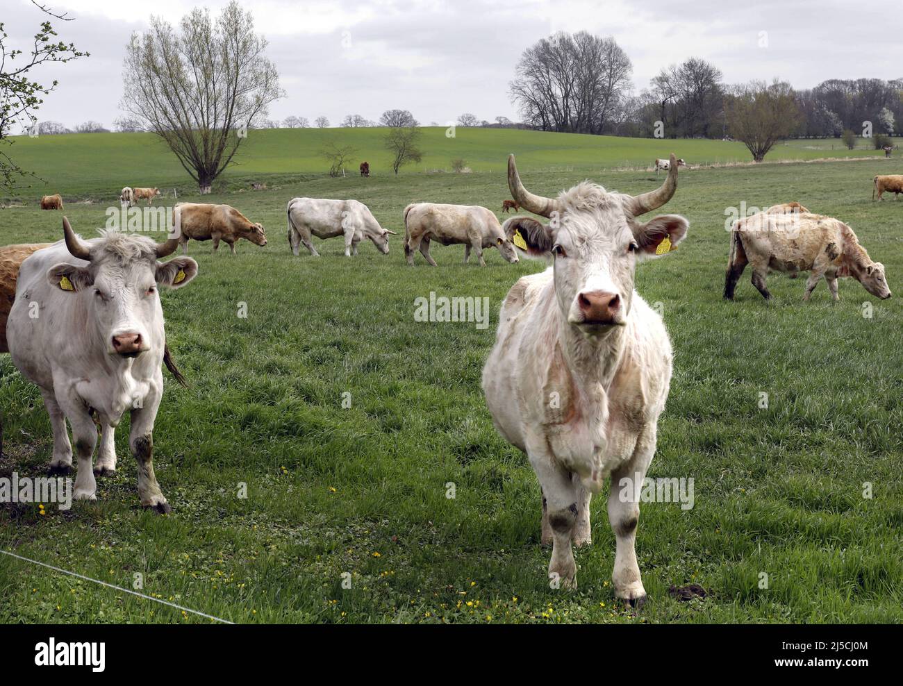 Terneros de campo libre, ganado y vacas de la Jahnsfelder Biolandhof en Brandeburgo, pastan los pastizales de los alrededores en primavera y verano, el invierno que pasan en un granero de campo libre. [traducción automática] Foto de stock