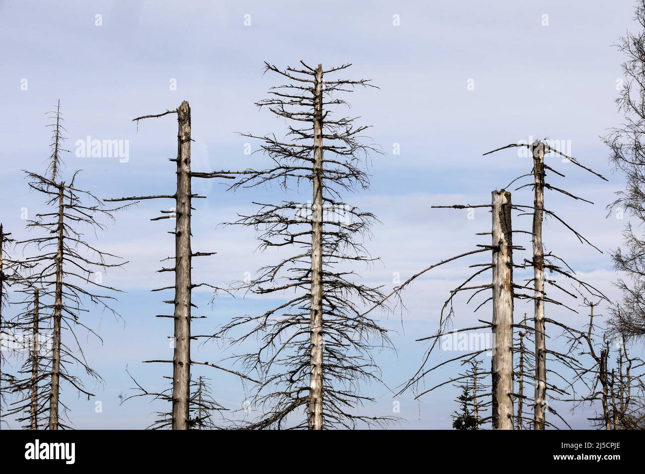 Oderbrueck, DEU, 19.07.2020 - Los spruces muertos, debido a la infestación por los escarabajos de la corteza. Las siluetas grises de los spruces muertos se elevan al cielo o se encuentran salvajemente encima de los demás. Pero aunque se pueden ver muchos árboles muertos, este bosque está tan vivo y dinámico como raramente antes. En el Parque Nacional de Harz no se combaten los escarabajos de corteza. Ayudan a convertir los bosques anteriormente manejados en bosques naturales y silvestres con una variedad de estructuras. [traducción automática] Foto de stock