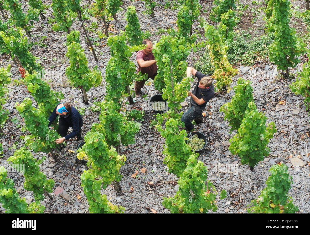 Neef, DEU, 30.09.2020 - Cosecha de uvas Riesling en uno de los viñedos más empinados de Europa. [traducción automática] Foto de stock