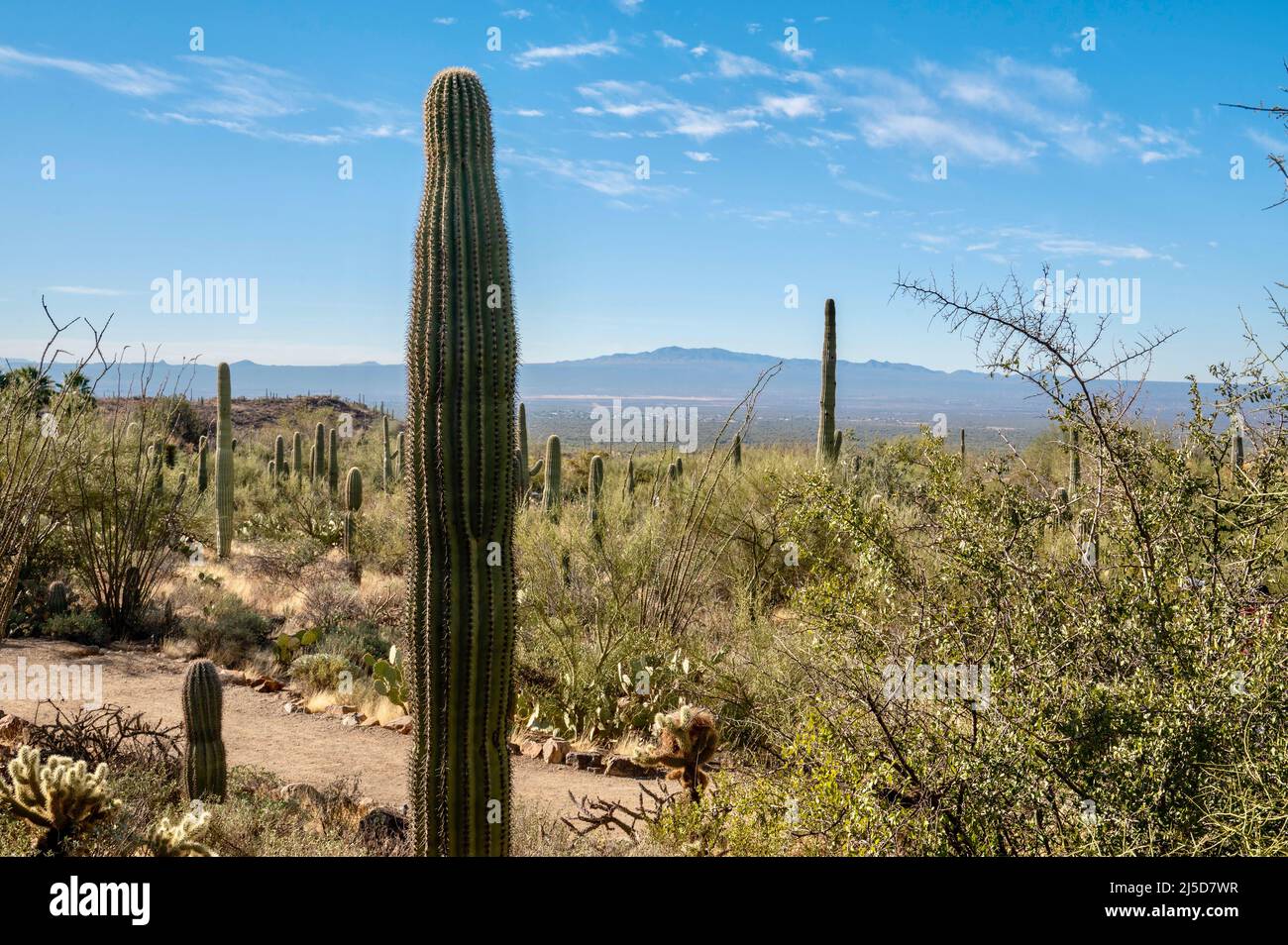 Dispersión versus oleada Un paseo por el desierto en el sur de Arizona donde podemos ver cactus de  varios tipos, lagos y palmeras cerca de una iglesia histórica misionera  Fotografía de stock - Alamy