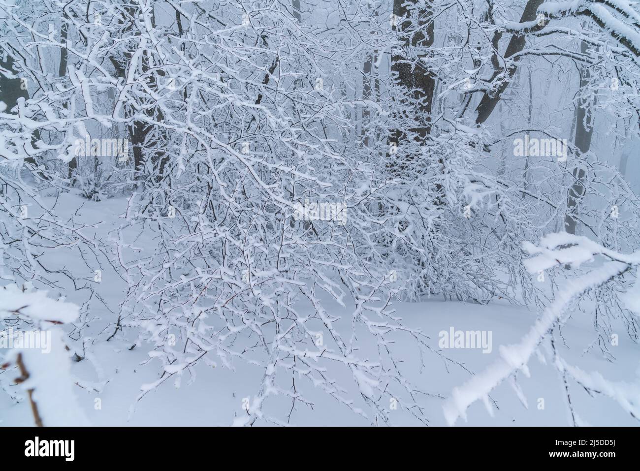 Alemania, hielo blanco congelado y ramas cubiertas de nieve de árboles en el borde del bosque en un día frío de invierno, una hermosa escena de las maravillas Foto de stock