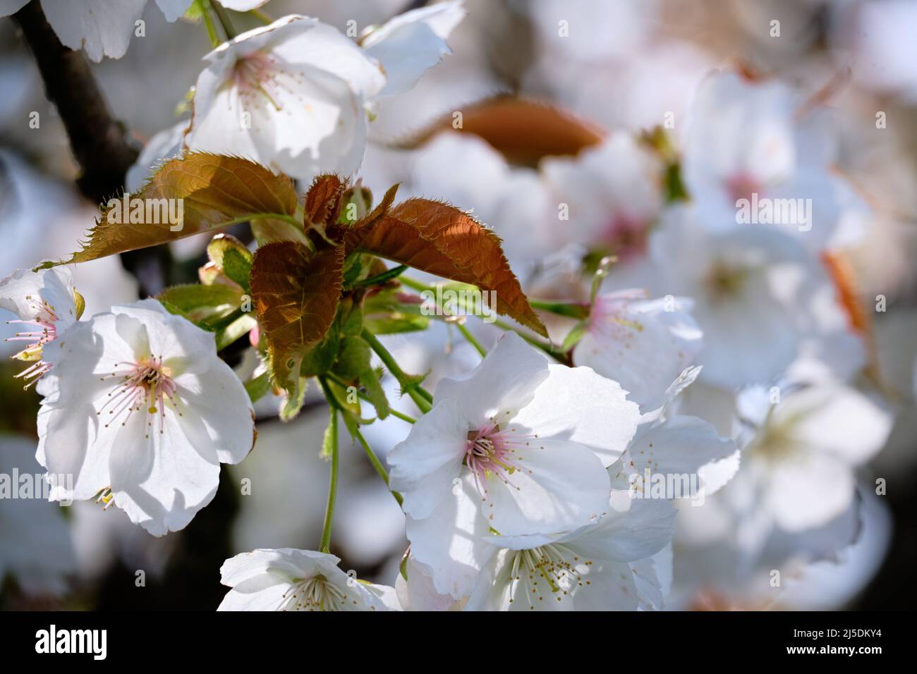 Primer plano del nuevo crecimiento de hojas rojas y verdes rodeado de delicadas flores de cereza blanca y rosa Foto de stock