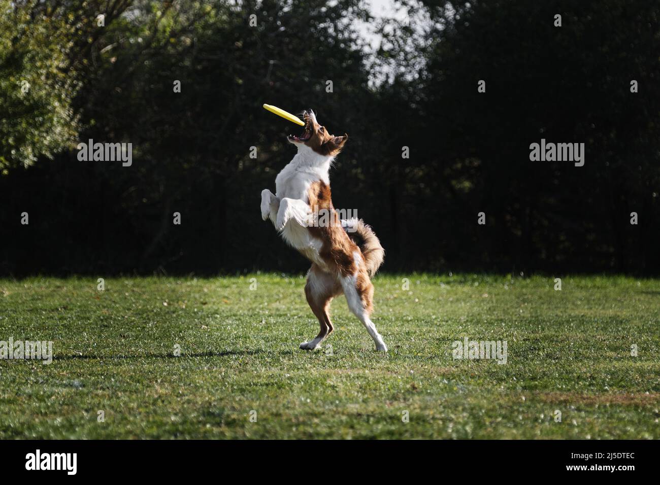 Frisbee perro. Un collie fronterizo de color rojo sable salta y captura un  platillo volador en vuelo con su boca. La mascota agarra el disco con sus  dientes. COM Fotografía de stock 